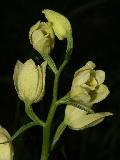 Cephalanthera Damasonium (3)