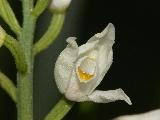 Cephalanthera Longifolia (1)