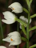 Cephalanthera Longifolia (2)