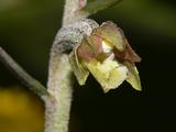 Epipactis Microphylla (2)