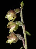 Epipactis Microphylla (3)