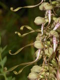 Himantoglossum Hircinum (1)