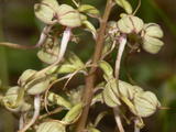 Himantoglossum Hircinum (2)