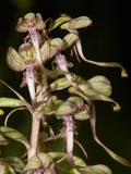 Himantoglossum Hircinum (3)