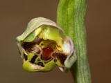 Ophrys Apifera (1)