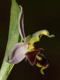 Ophrys Apifera (2)