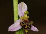 Ophrys Apifera (3)