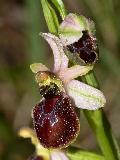 Ophrys Arachnitiformis (1)