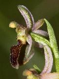 Ophrys Arachnitiformis (3)