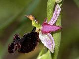 Ophrys Aurelia (1)
