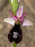 Ophrys Aurelia (2)