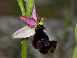 Ophrys Aurelia (3)