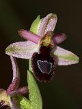 Ophrys Drumana (1)