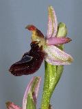 Ophrys Drumana (3)