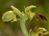 Ophrys Lupercalis (1)