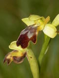 Ophrys Lupercalis (2)