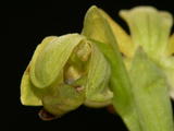 Ophrys Lupercalis (3)