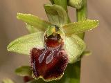 Ophrys Massiliensis (1)