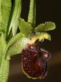 Ophrys Massiliensis (2)