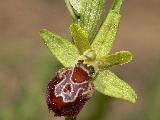 Ophrys Provincialis (1)