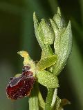 Ophrys Provincialis (2)