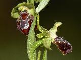 Ophrys Provincialis (3)