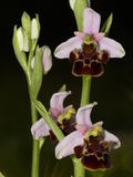 Ophrys Pseudoscolopax (1)