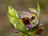 Ophrys Pseudoscolopax (2)