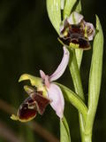 Ophrys Pseudoscolopax (3)
