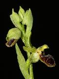 Ophrys Virescens (1)
