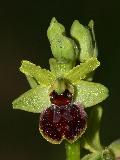 Ophrys Virescens (3)