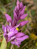 Orchis Mascula (1)