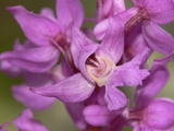 Orchis Mascula (2)
