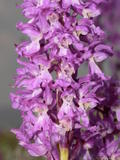 Orchis Mascula (3)